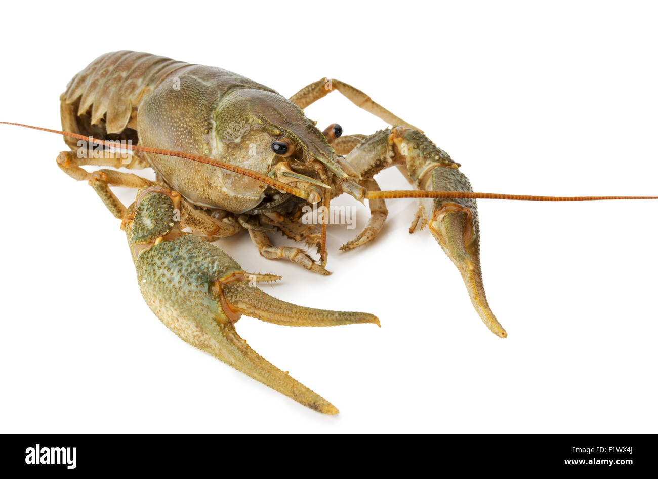 river lobster isolated on a white background Stock Photo Alamy