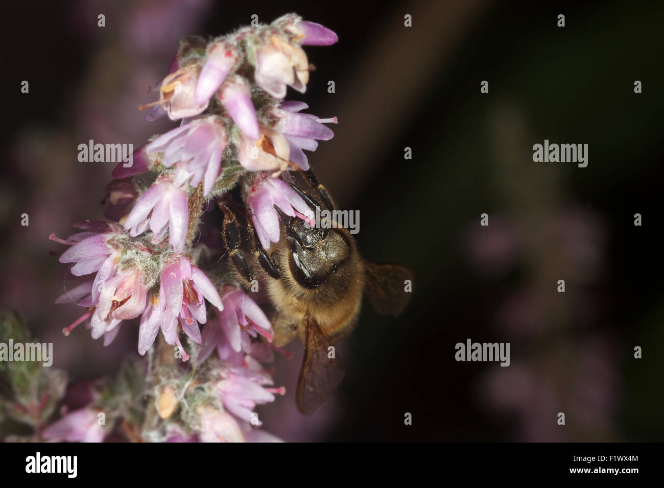 Honeybee feeding on ling heather. UK Stock Photo