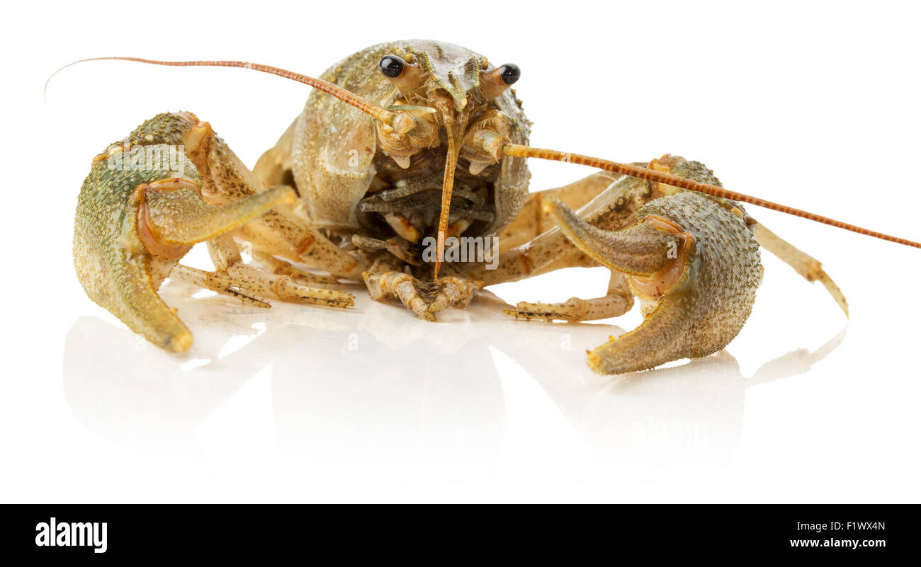 Live lobster hires stock photography and images Alamy