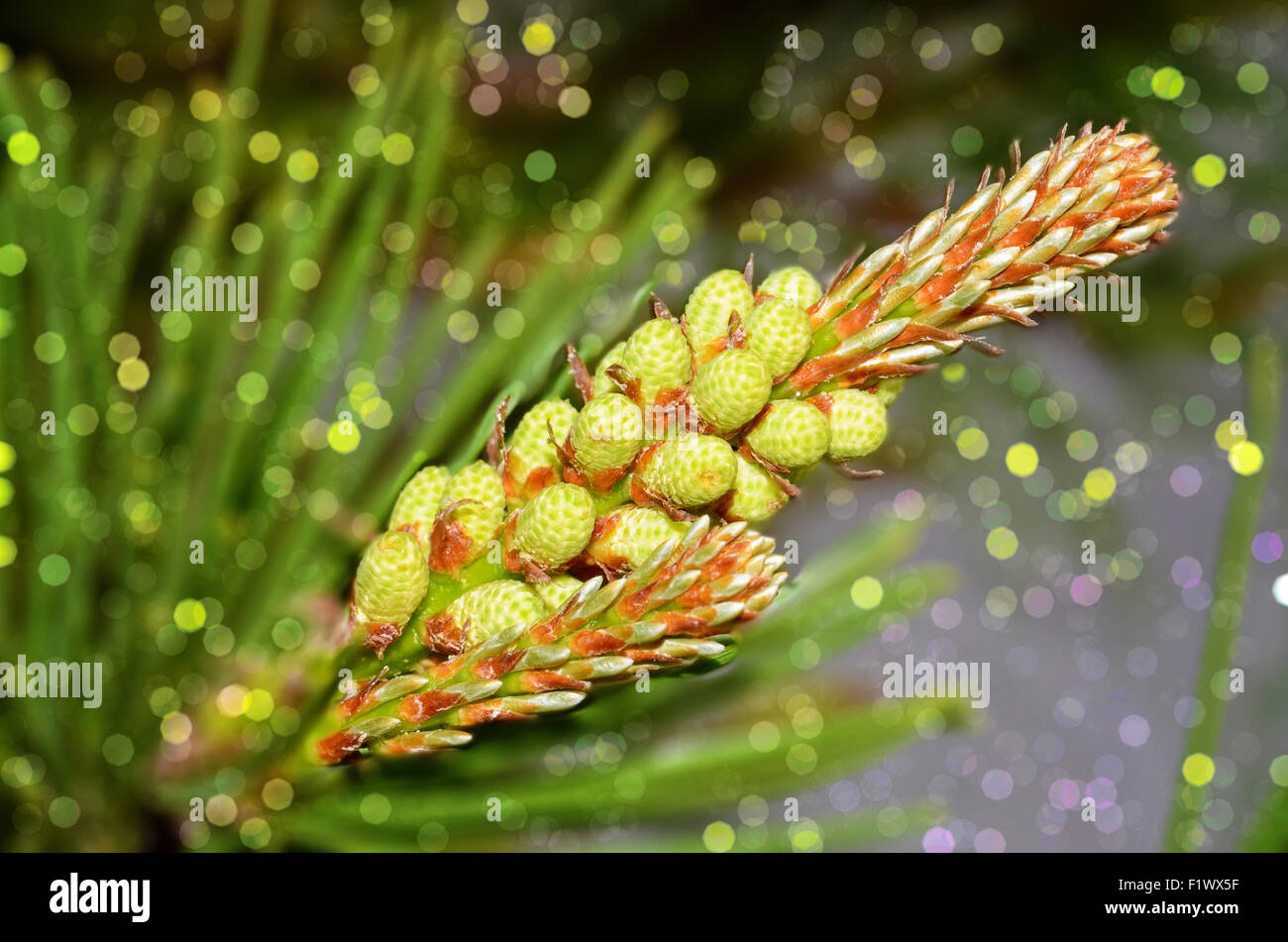 Himalayan Pine Branches Pine Cones Blue Sky Latin Name Pinus Stock Photo by  ©nahhan 596530280