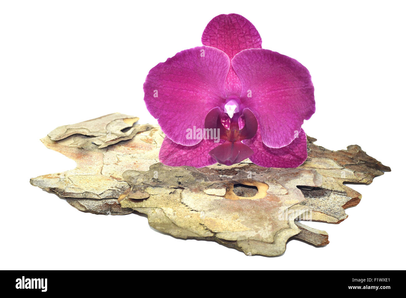 Pink orchid on a tree bark Stock Photo Alamy