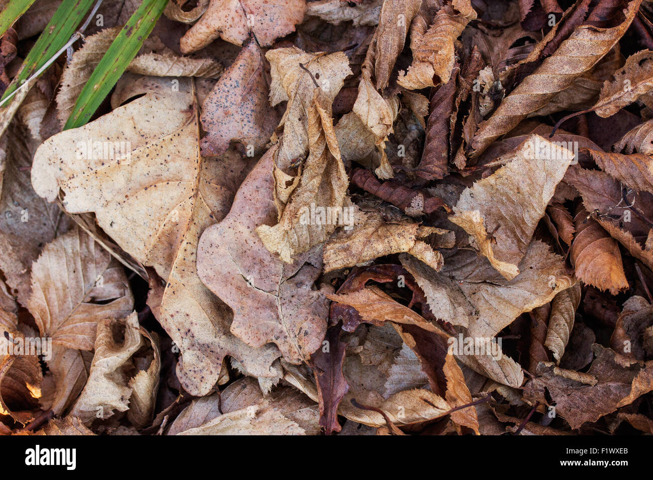 Dried leaves hi-res stock photography and images - Alamy