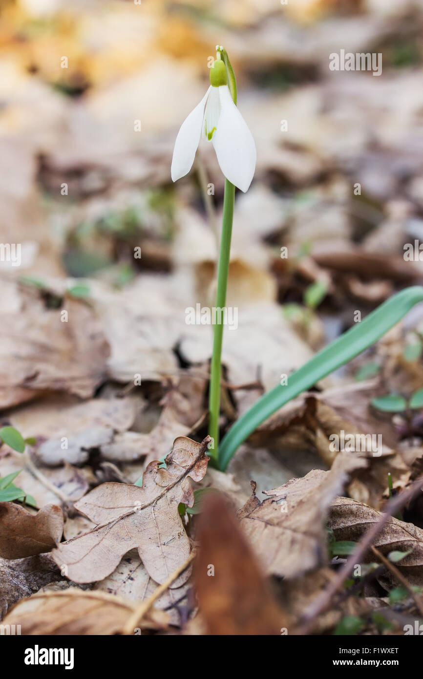 close up of snowdrop in a wood. Stock Photo