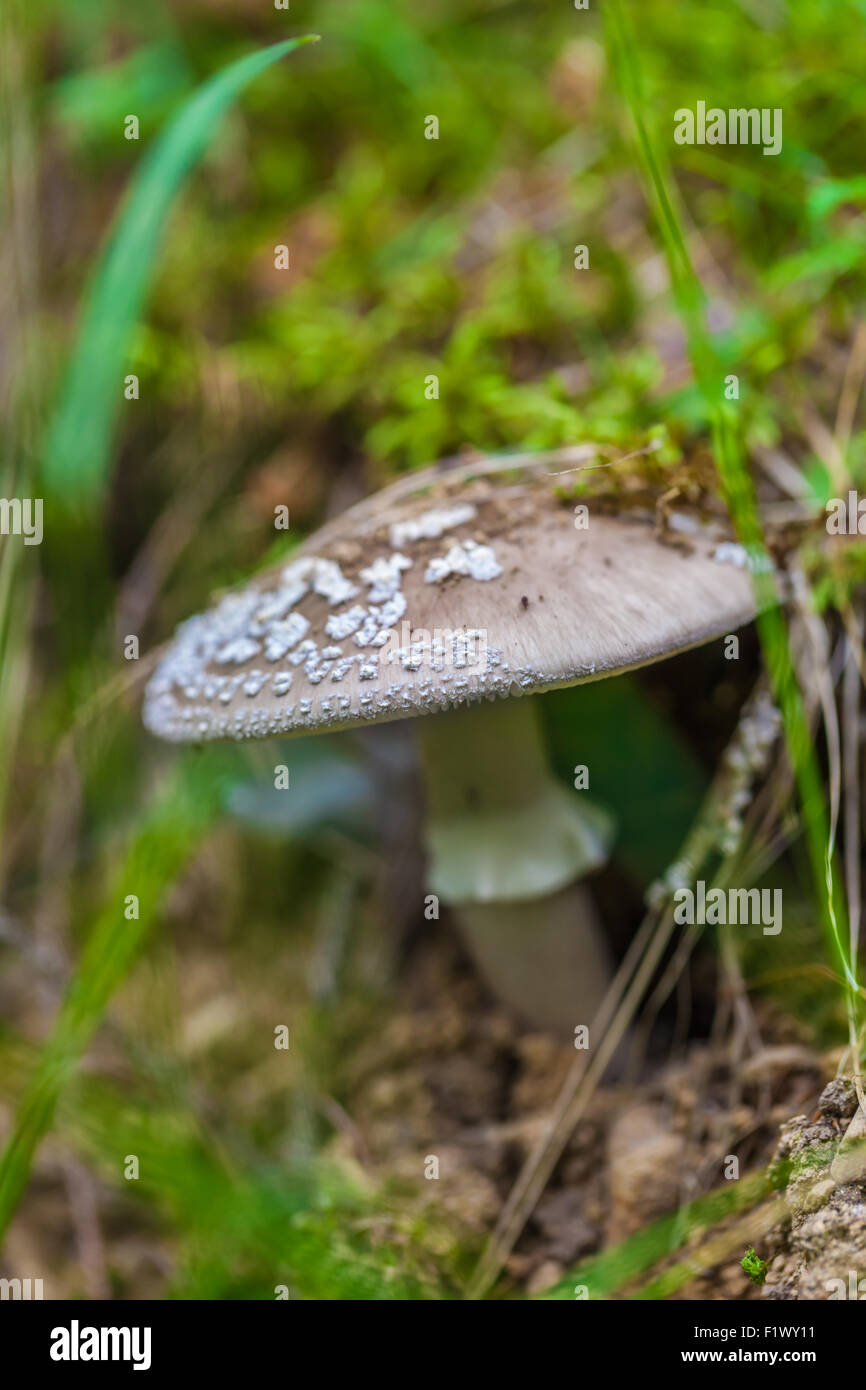 poisonous mushroom closeup in the Carpathian forest Stock Photo