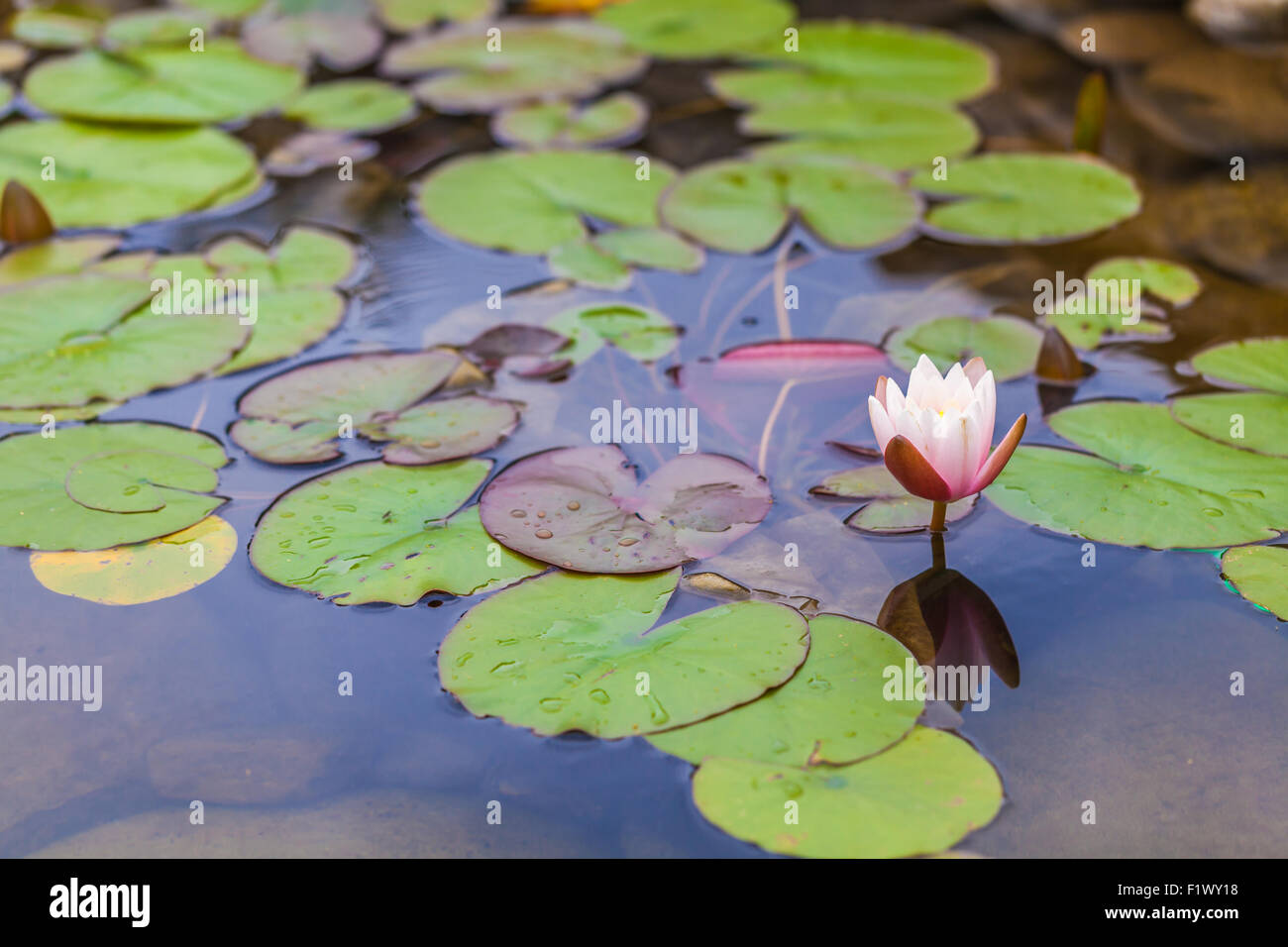 flower of water lily in the pond Stock Photo Alamy