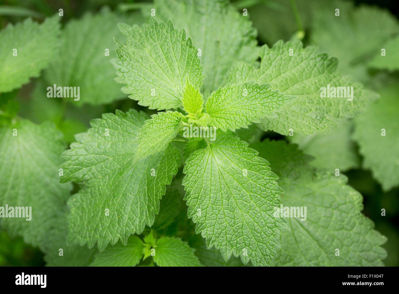 close up of nettle. Stock Photo