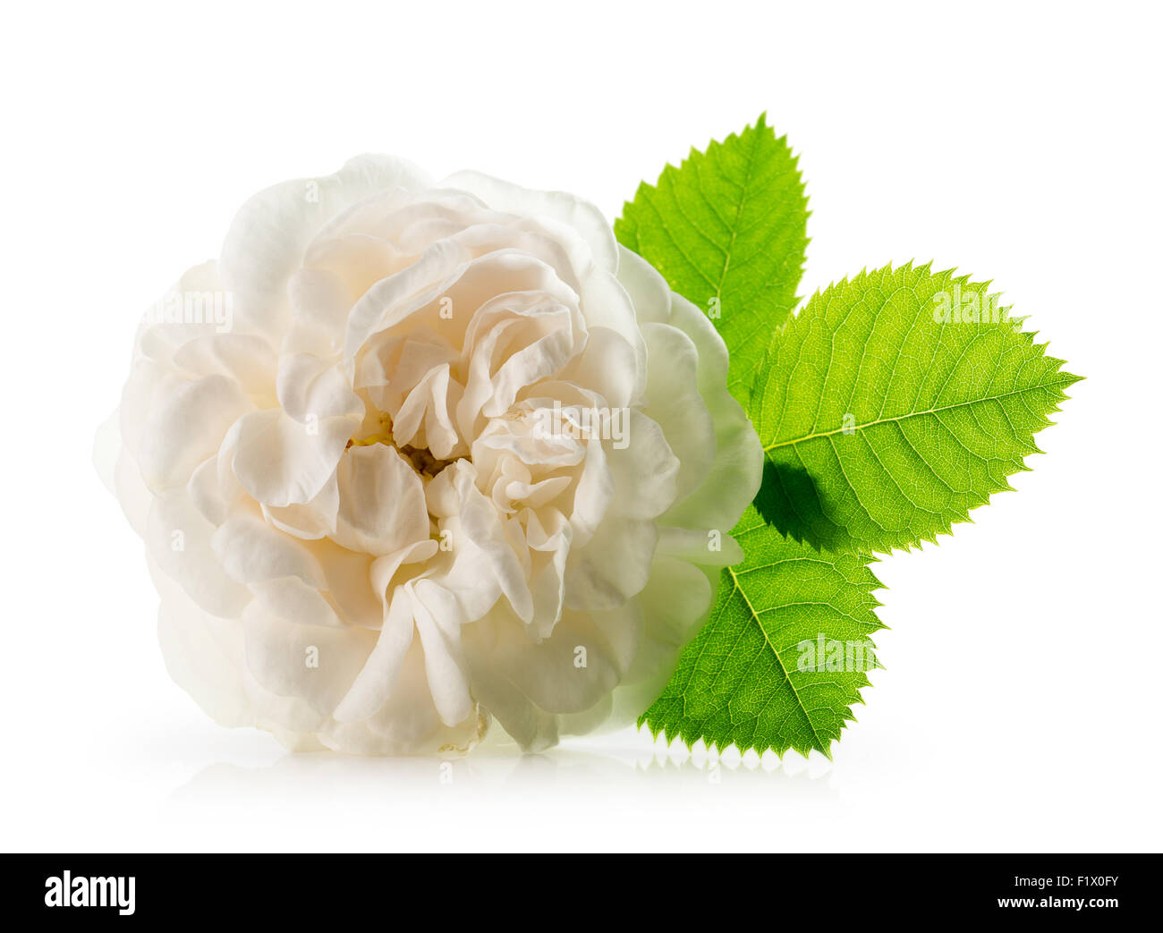 white tea rose isolated on the white background. Stock Photo