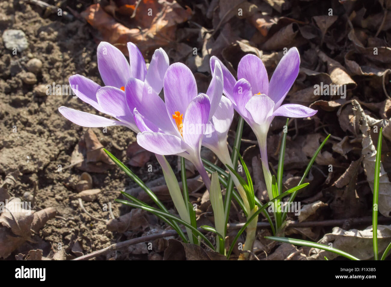 purple flowers of saffron in a wood. Stock Photo