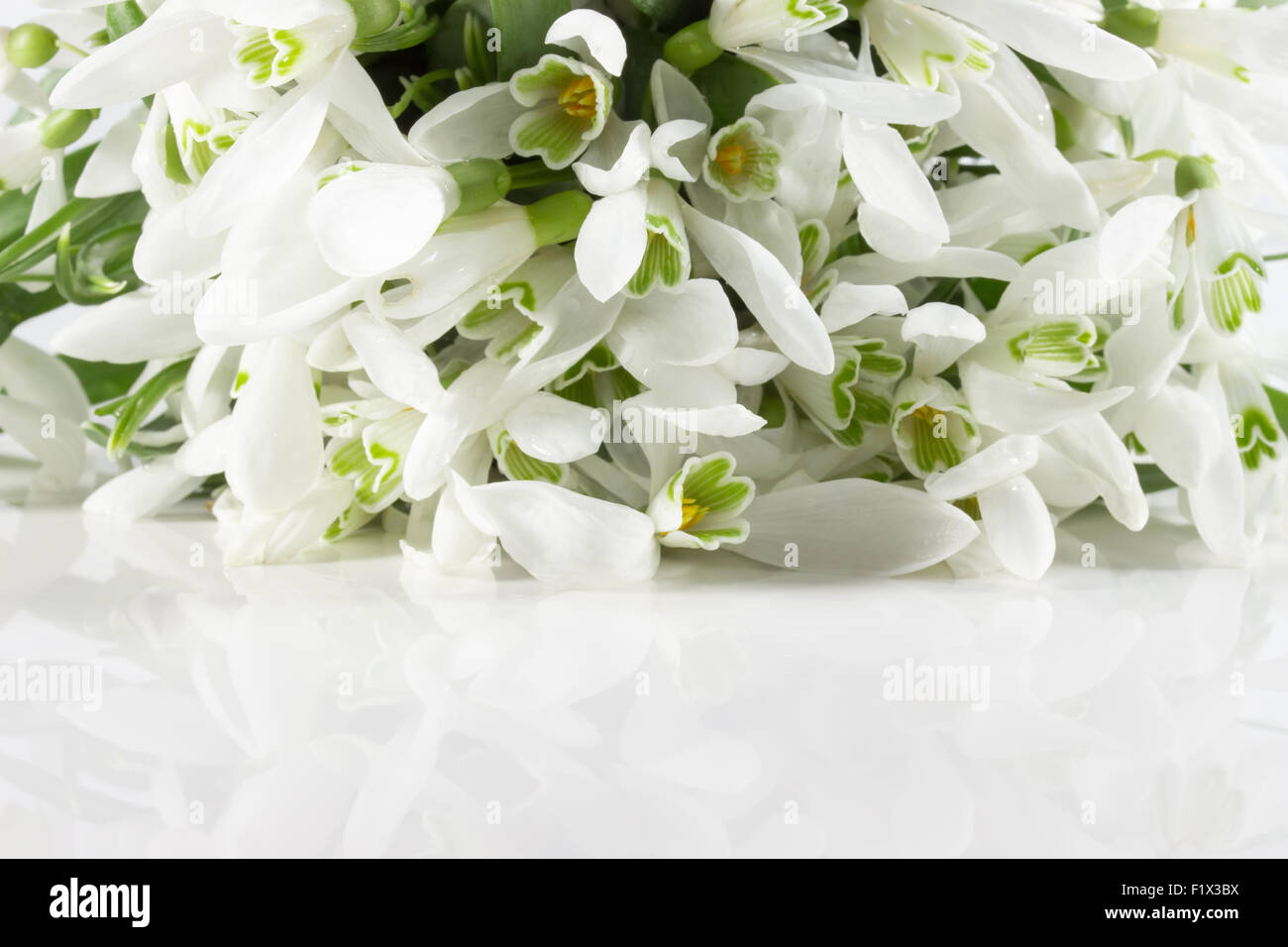 beautiful snowdrops isolated on a white background. Stock Photo