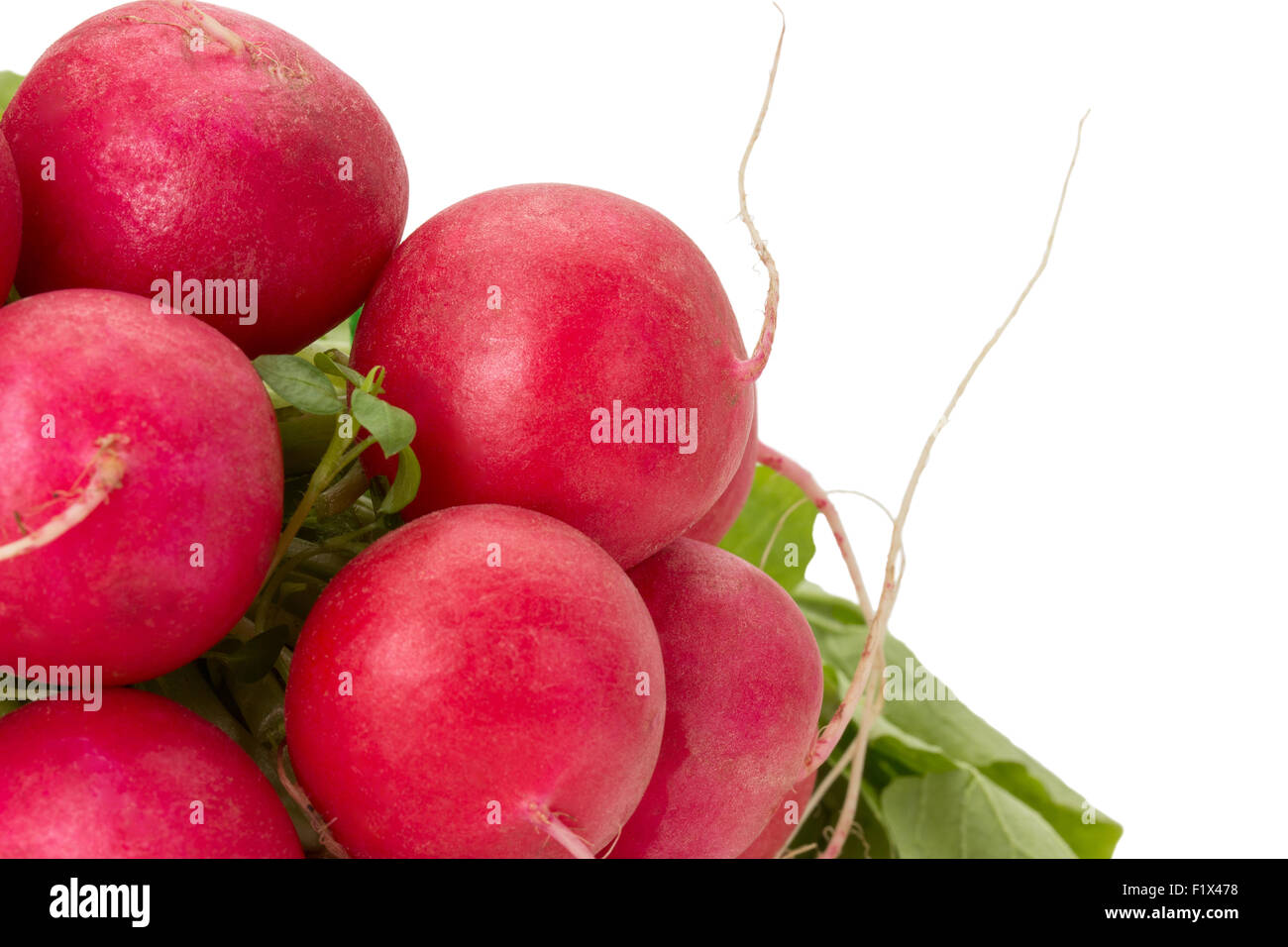 bunch of radishes isolated on a white background. Stock Photo