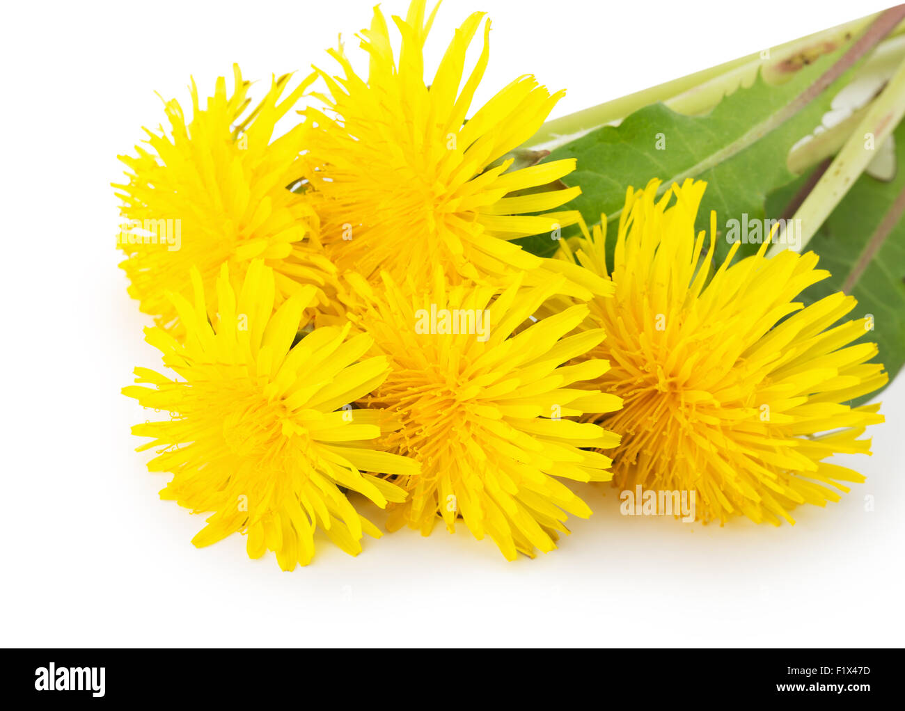 dandelions isolated on a white background. Stock Photo