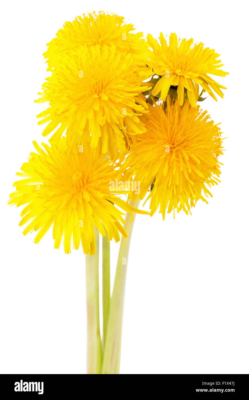 dandelions isolated on a white background. Stock Photo