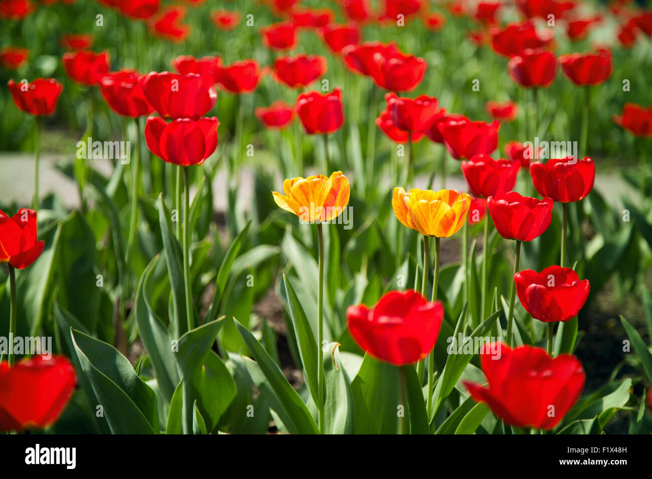 flowerbed of red and yellow tulips isolated on a white background. Stock Photo