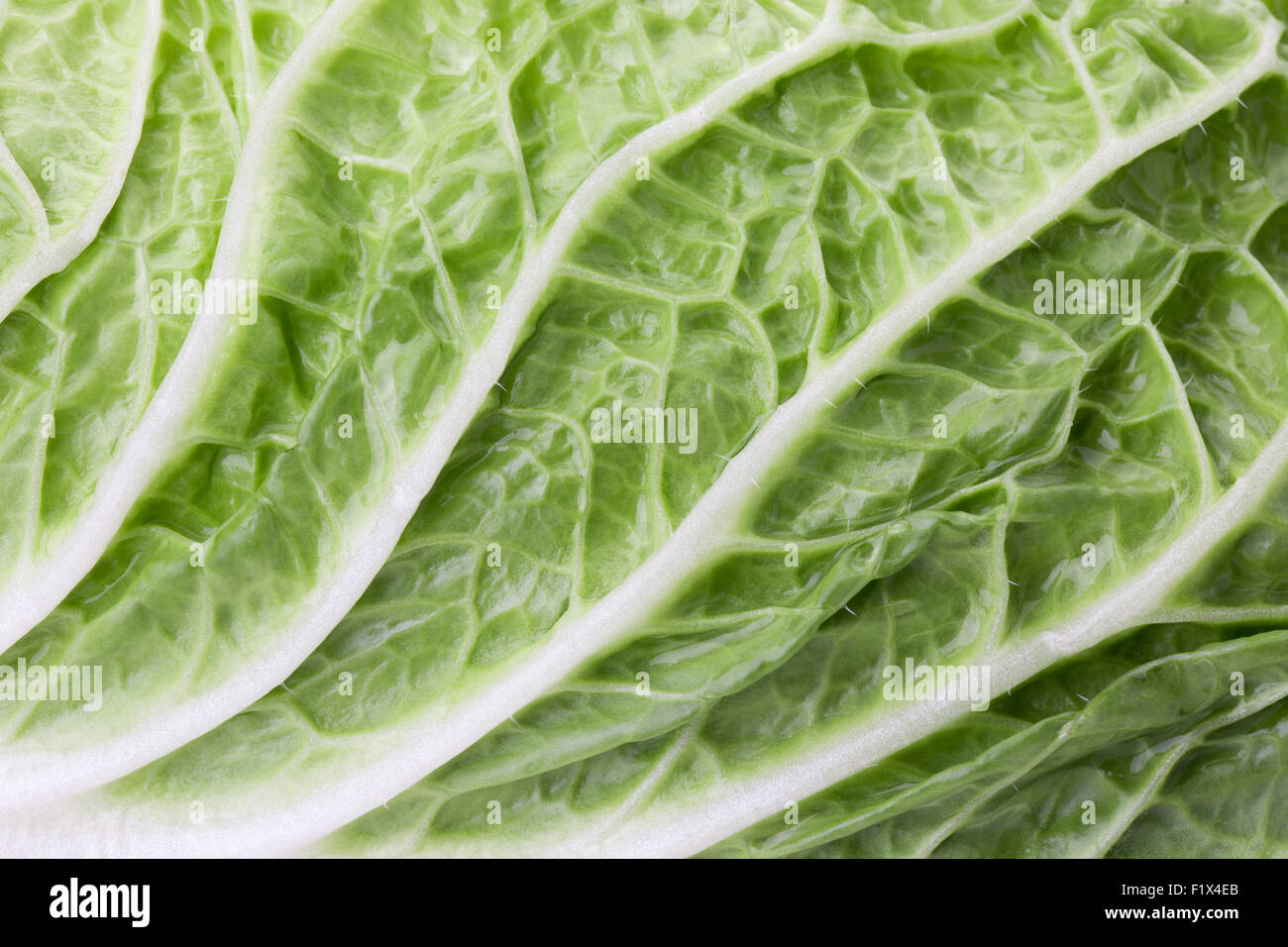 close up of Chinese cabbage. Stock Photo