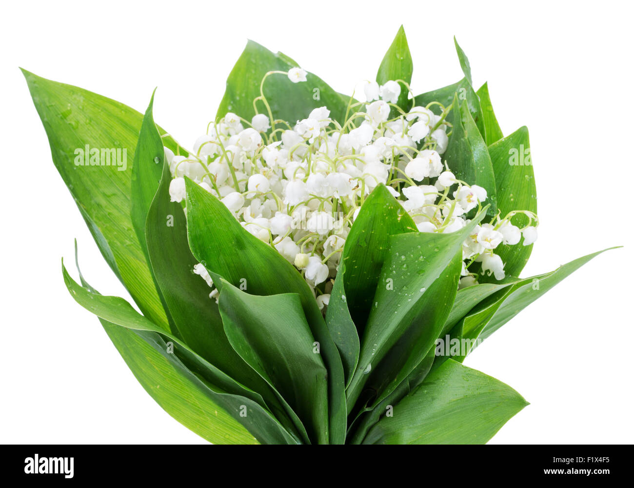 Lily of the valley foliage hi-res stock photography and images - Alamy