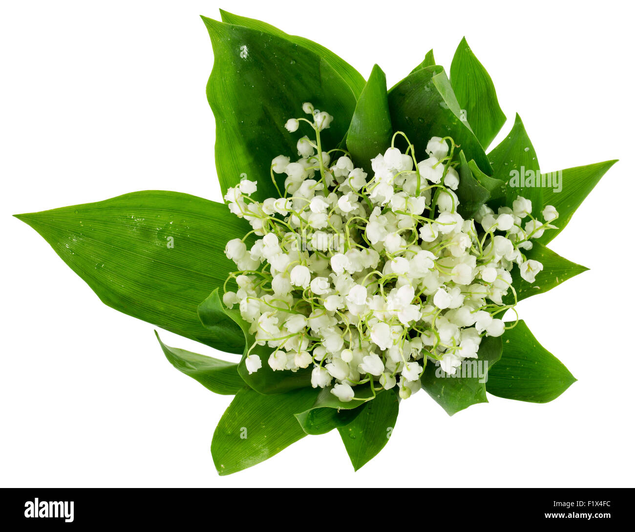 Lilies of the valley flower hi-res stock photography and images - Alamy