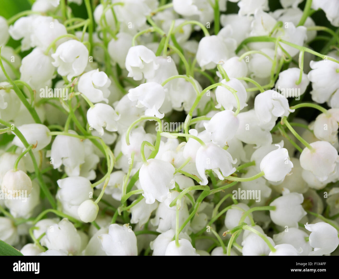 close up of lilies of the valley. Stock Photo