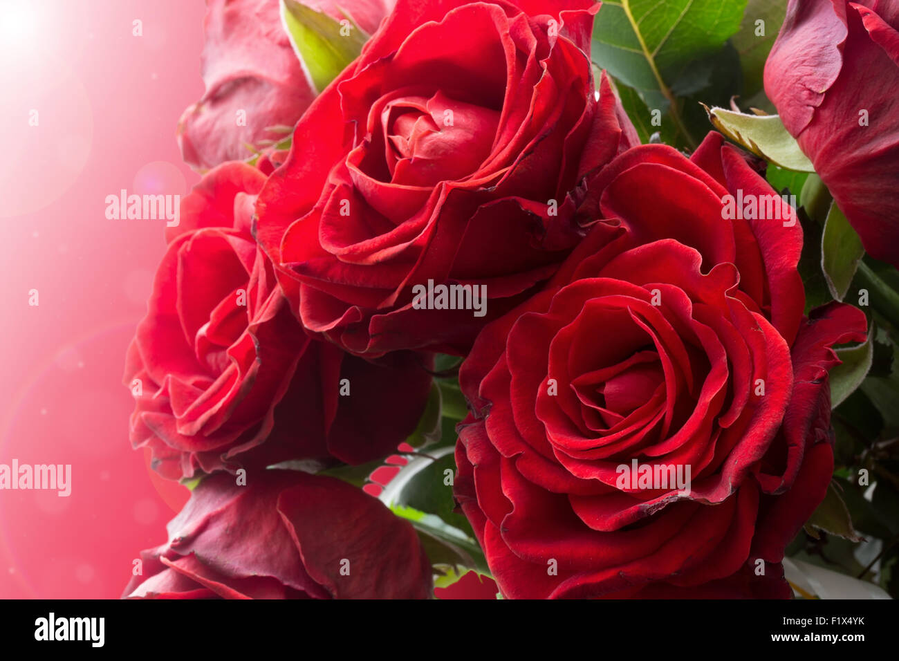 beautiful red roses on a pink background. Stock Photo