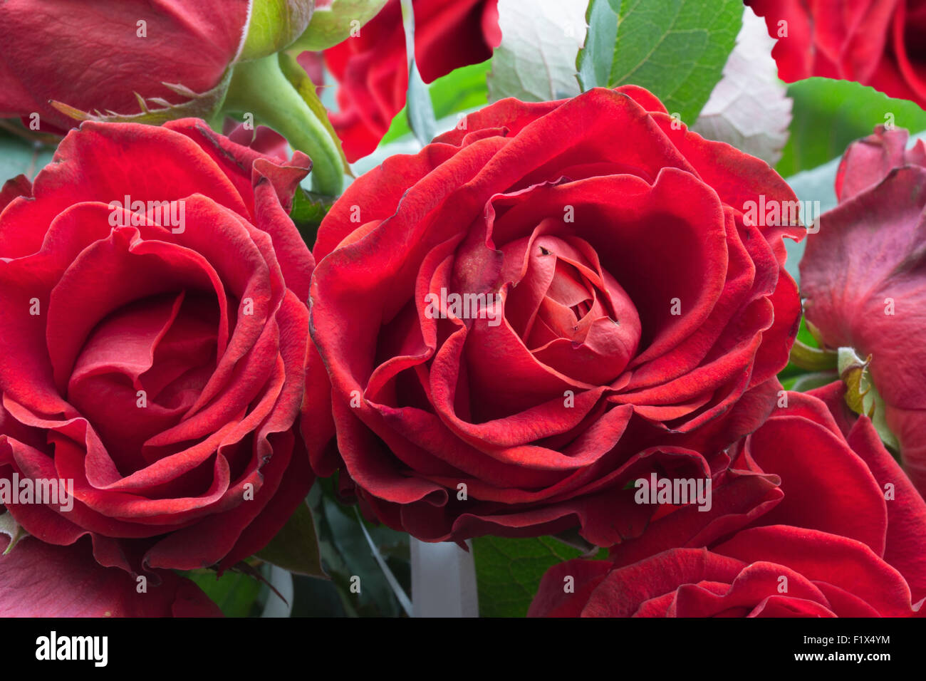 Happy Birthday! Vase with beautiful rose flowers on table near white brick  wall Stock Photo - Alamy