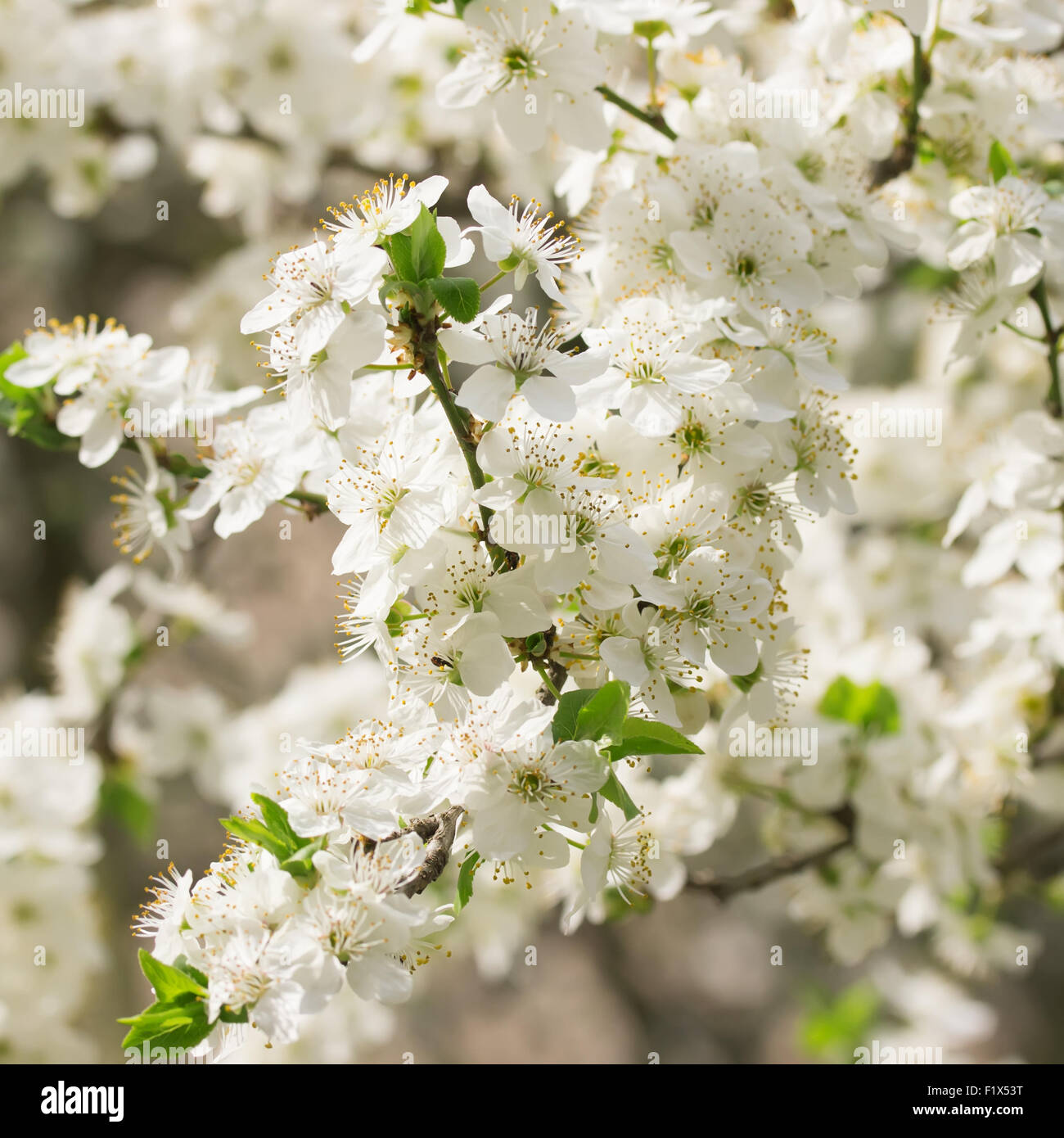 Cherry blossom isolated hi-res stock photography and images - Alamy
