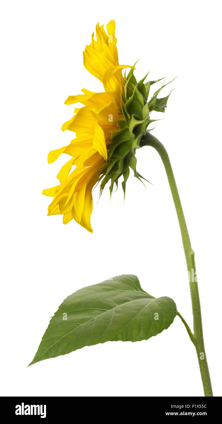 sunflower isolated on the white background Stock Photo - Alamy