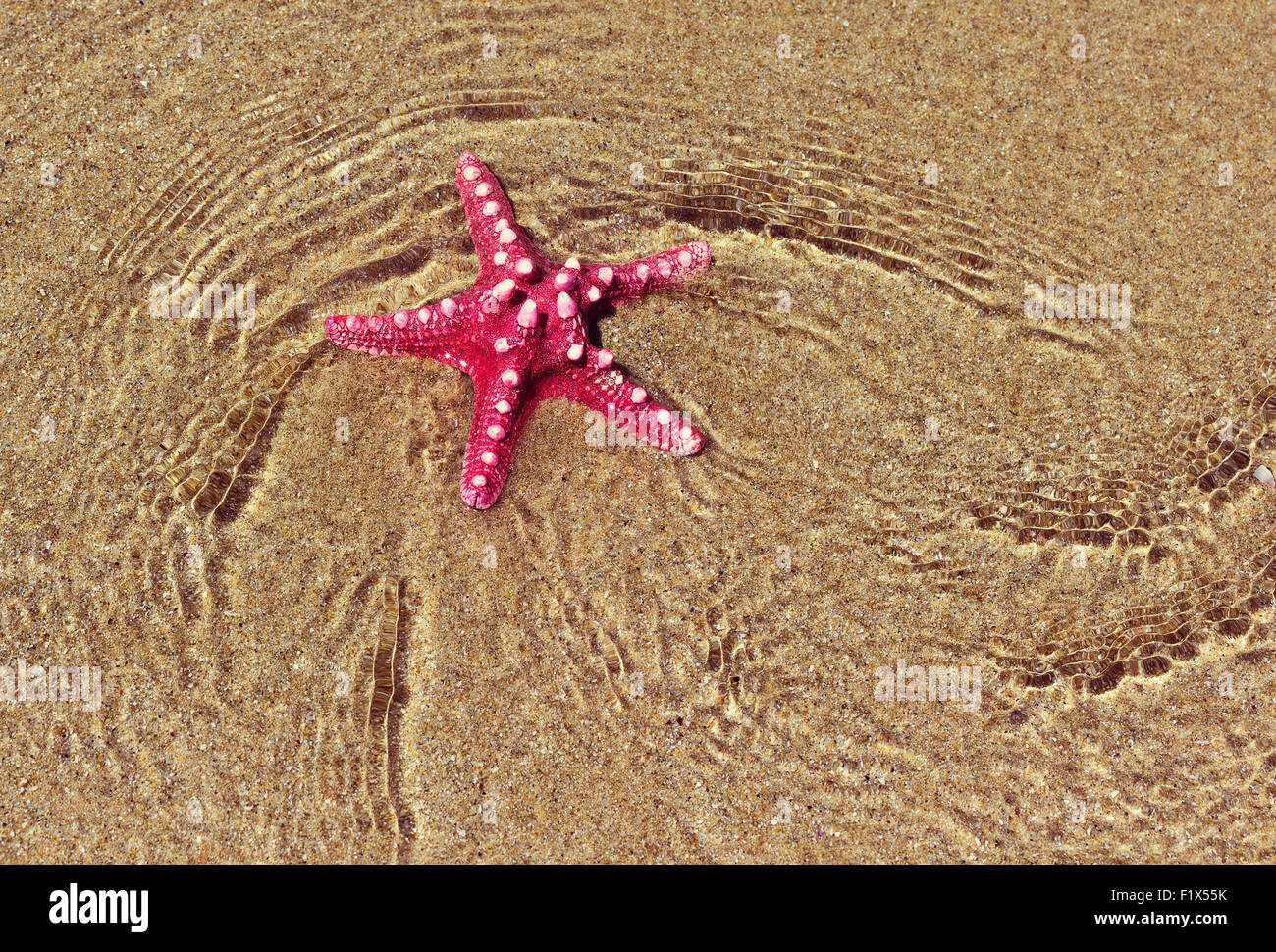red starfish on the beach sand. Stock Photo