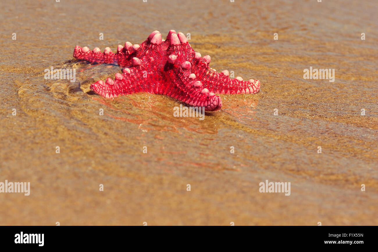 red starfish on the beach sand. Stock Photo