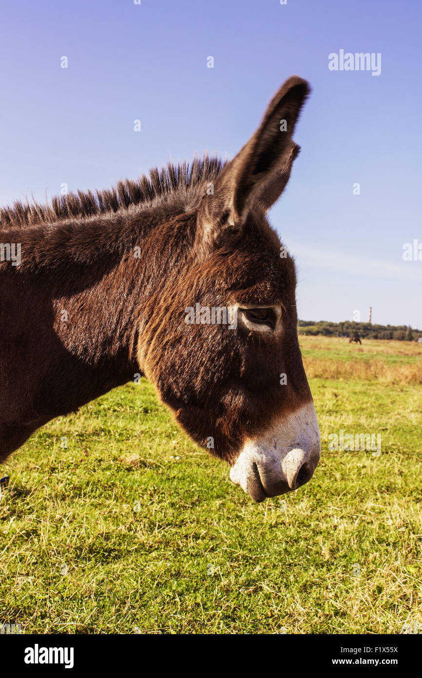 Donny Sky Donkey
