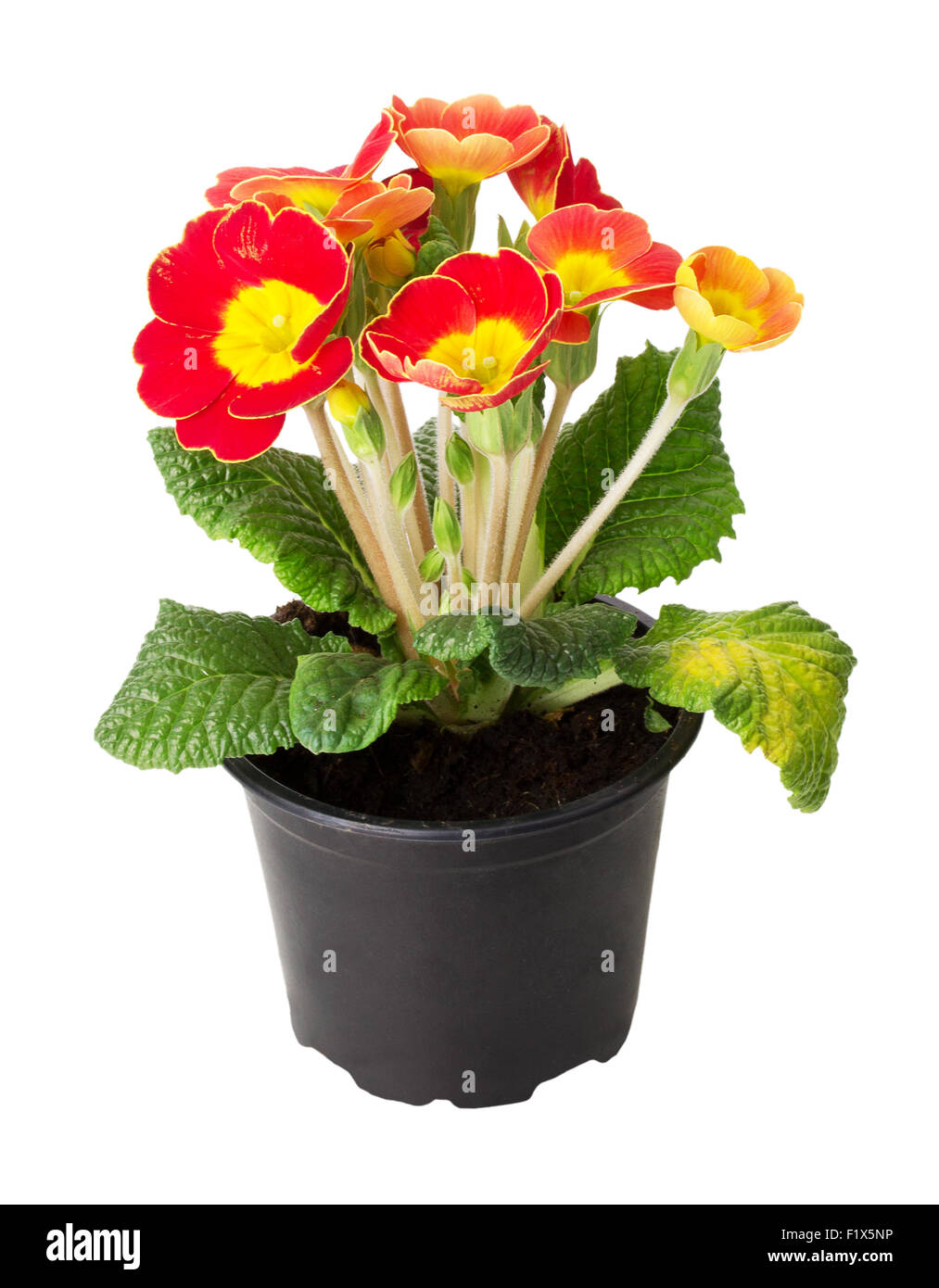 primrose in pot isolated on white background. Stock Photo