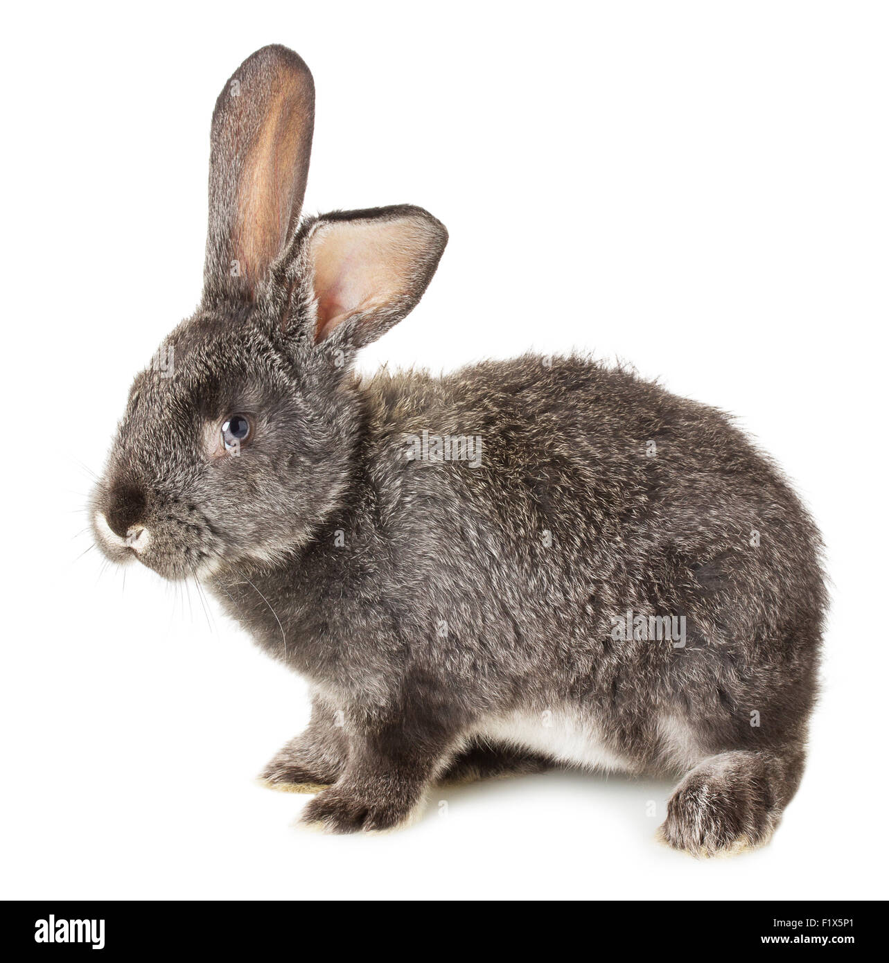 grey rabbit isolated on the white background Stock Photo Alamy