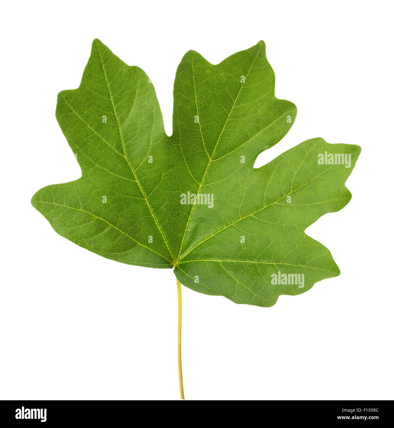 maple leaf isolated on the white background. Stock Photo