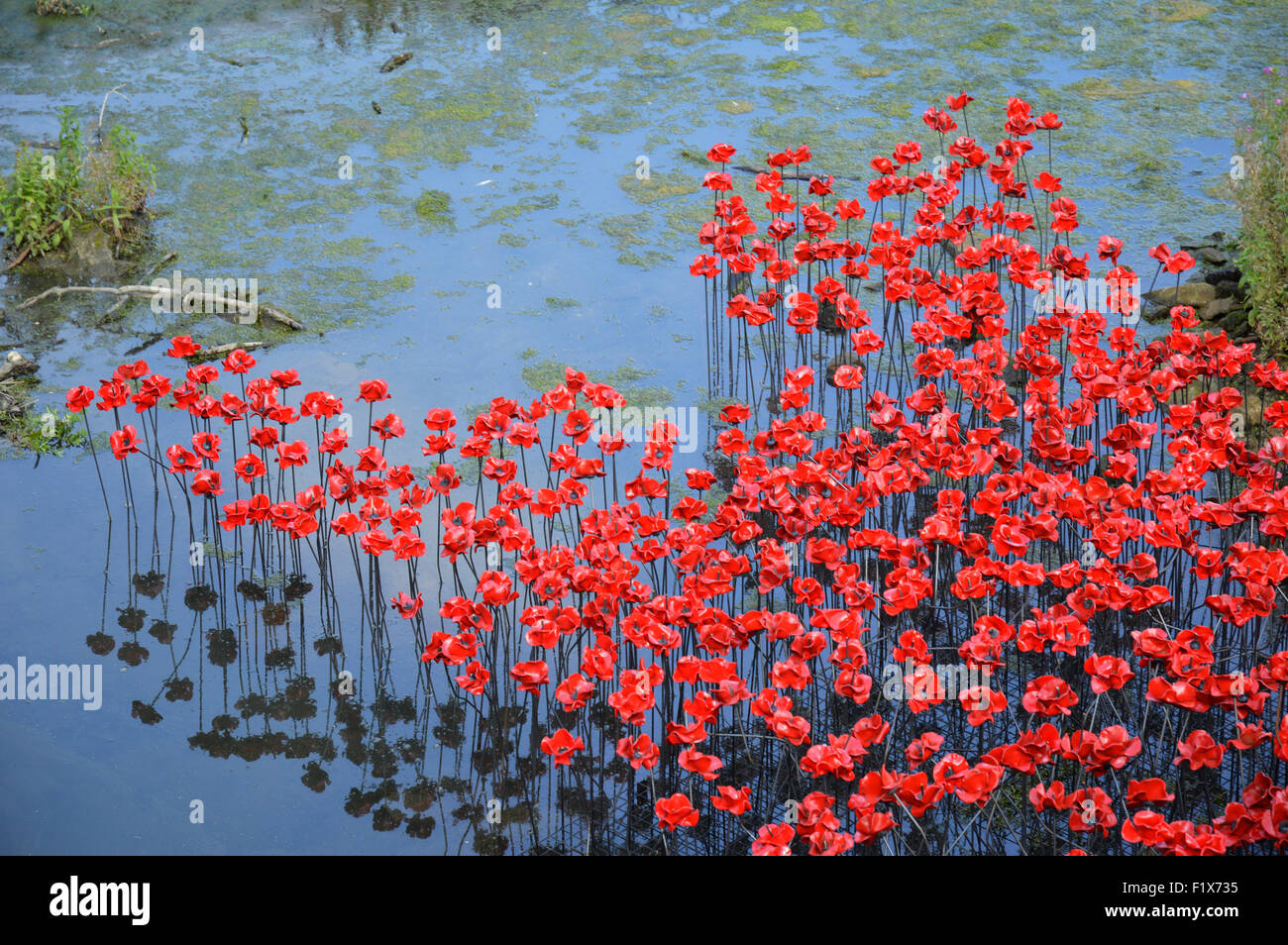 'The Wave' Red Poppies at Yorkshire Sculpture Park Stock Photo