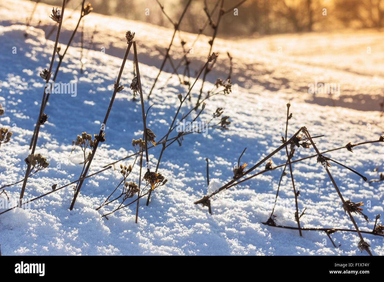 plants under snow Stock Photo Alamy
