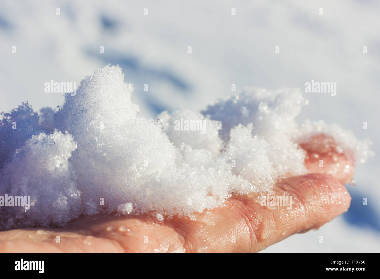 sparkling snow on the palm. Stock Photo