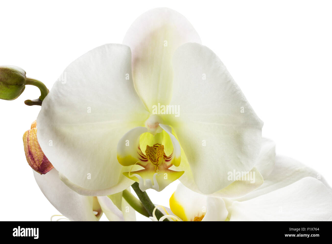 white orchid isolated on the white background. Stock Photo