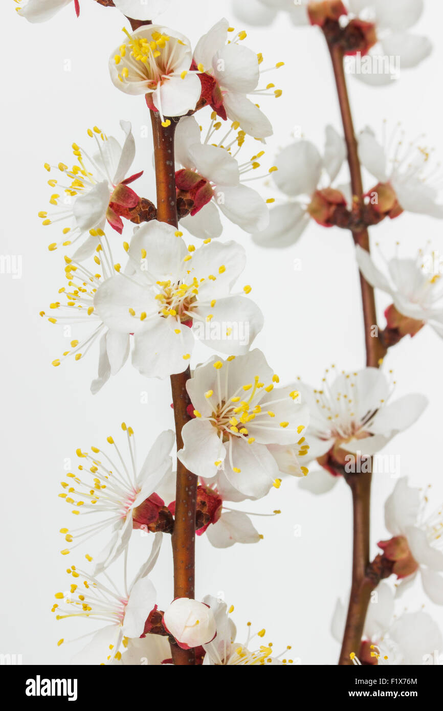 branch with apricot blooming. Stock Photo