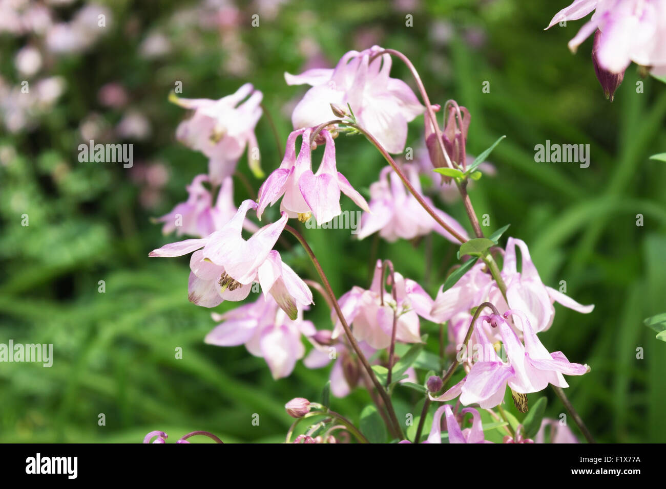 Colored Columbine Flowers on the flowerbed. Stock Photo