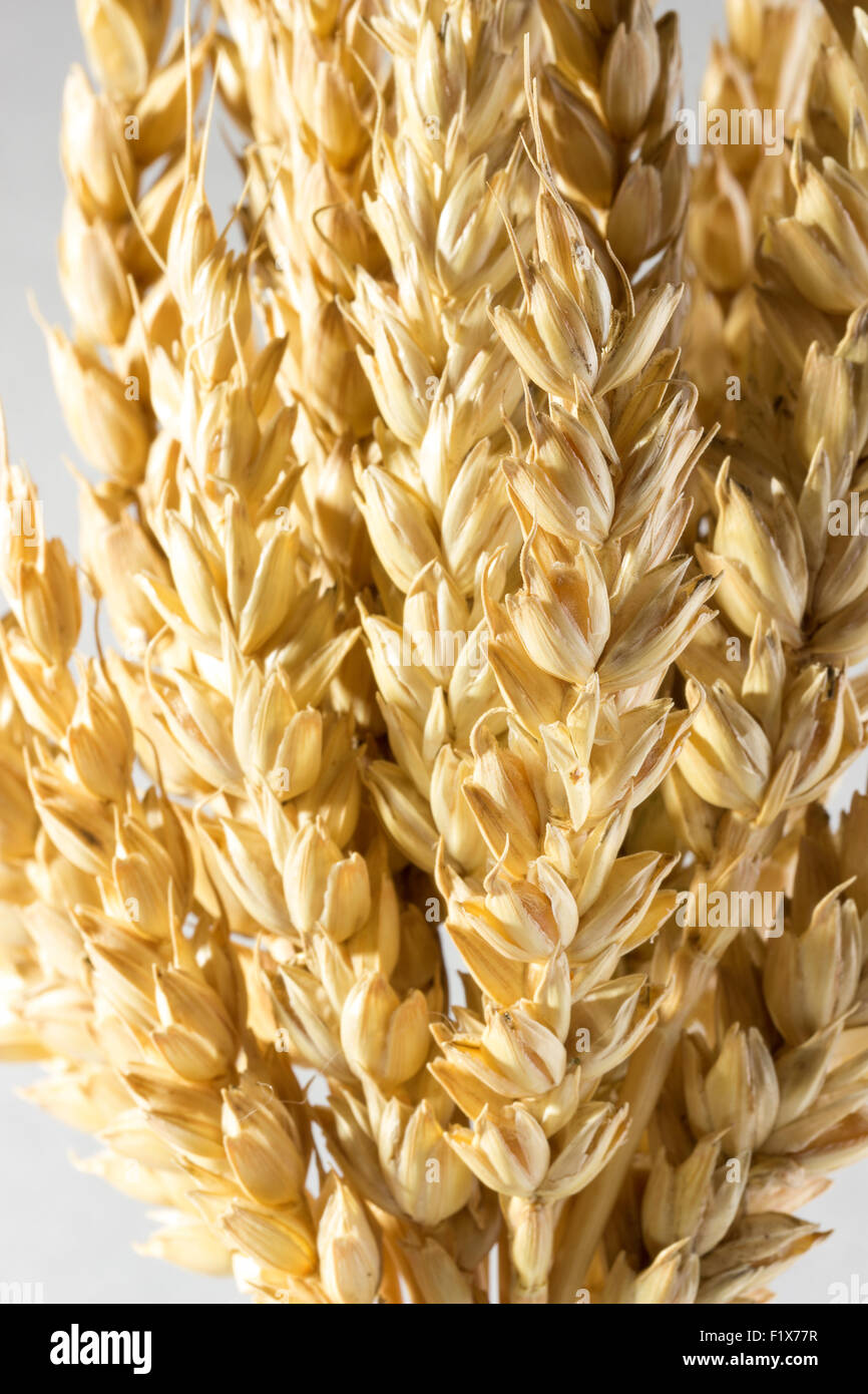 Wheat ears isolated on white background. Stock Photo