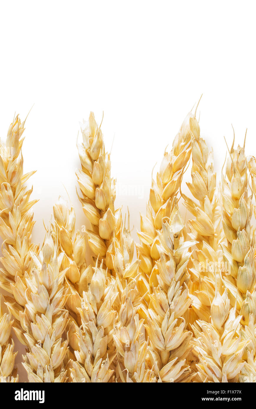 Wheat ears isolated on white background Stock Photo - Alamy