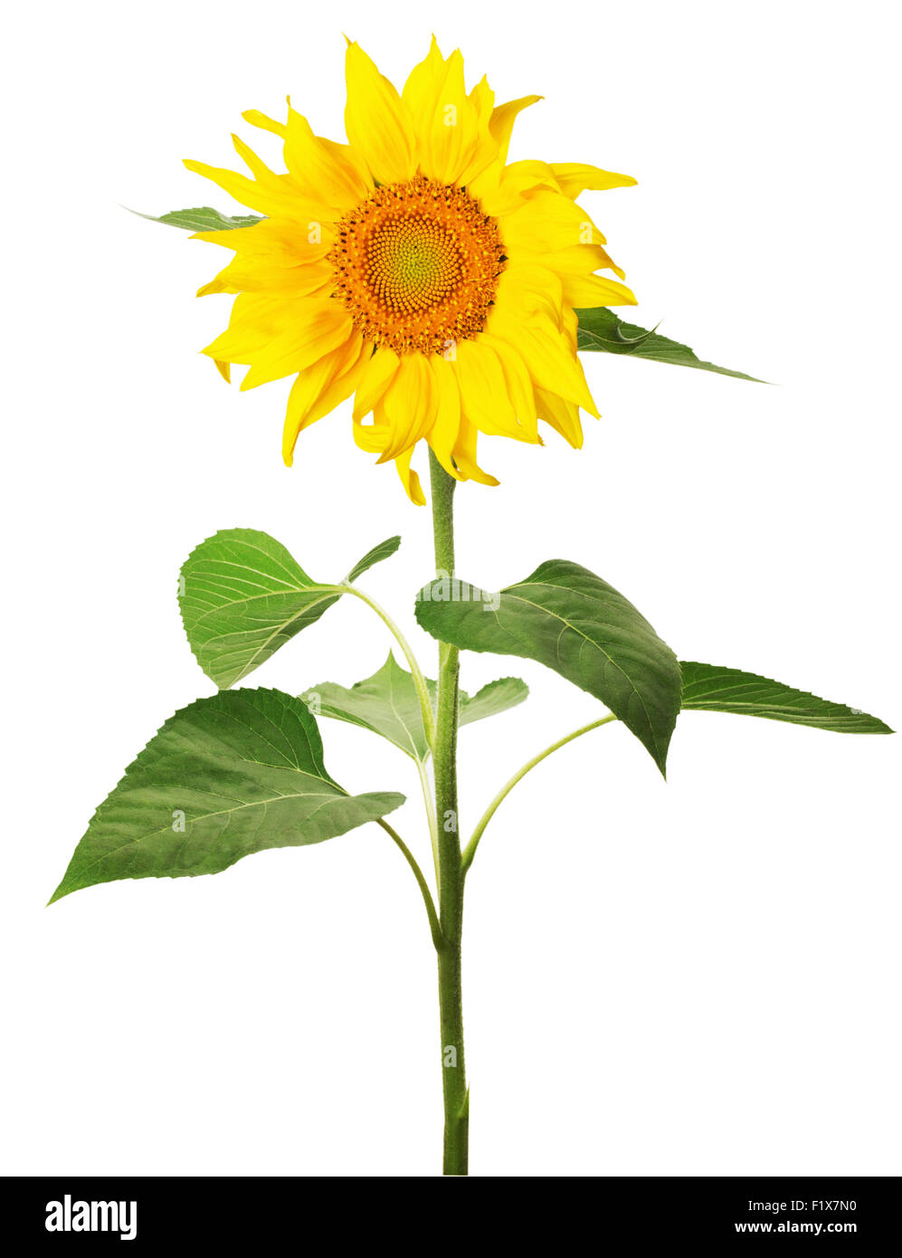 Sunflower isolated on white background Stock Photo - Alamy