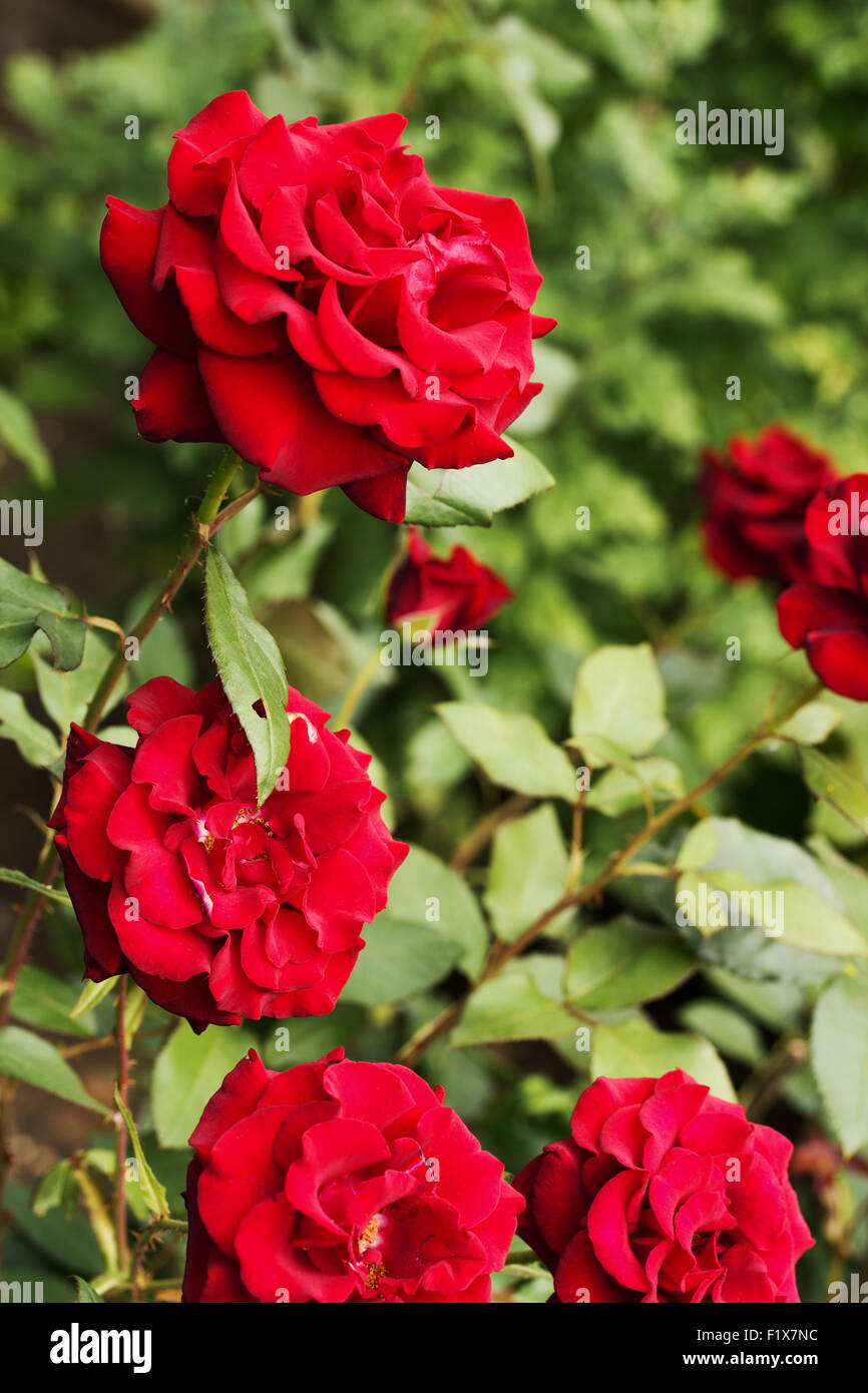 beautiful red roses on the bush. Stock Photo