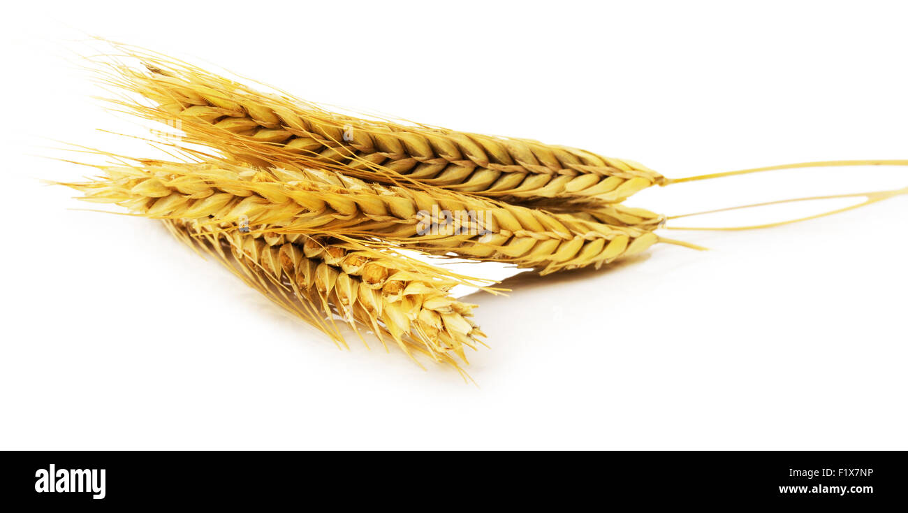 ears of wheat isolated on the white background. Stock Photo