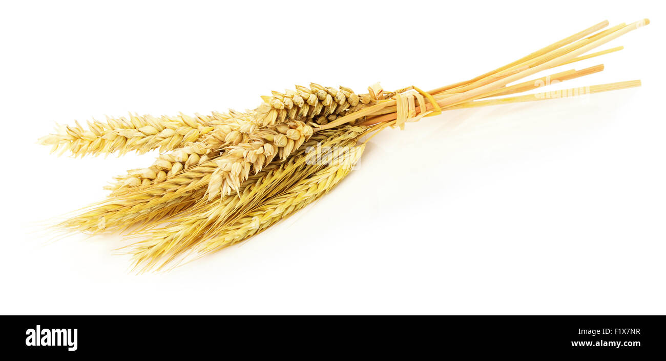 ears of wheat isolated on the white background. Stock Photo