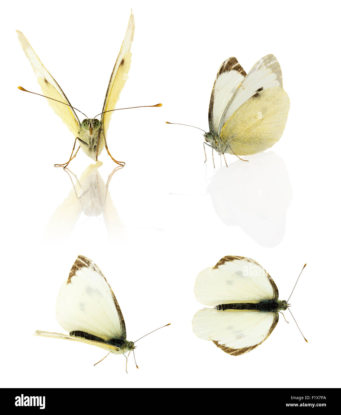 Set of cabbage butterfly isolated on the white background. Stock Photo