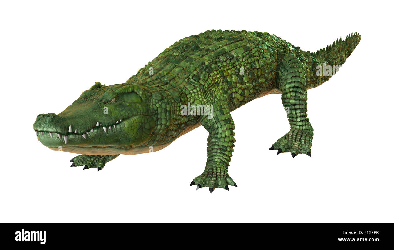 36,718 Green Crocodile Skin Images, Stock Photos, 3D objects, & Vectors