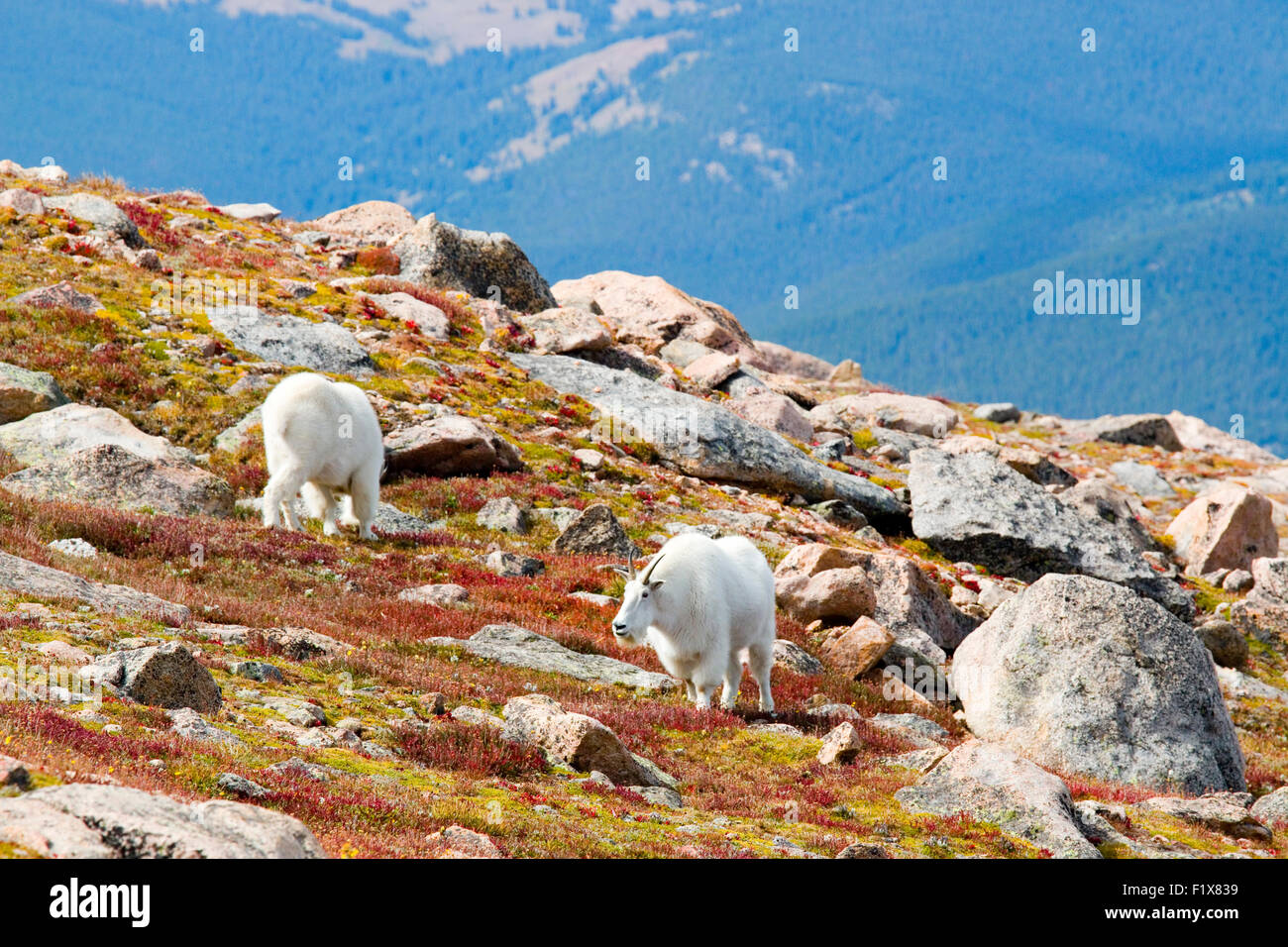 Mountain Goats Grazing on Alpine Tundra Stock Photo