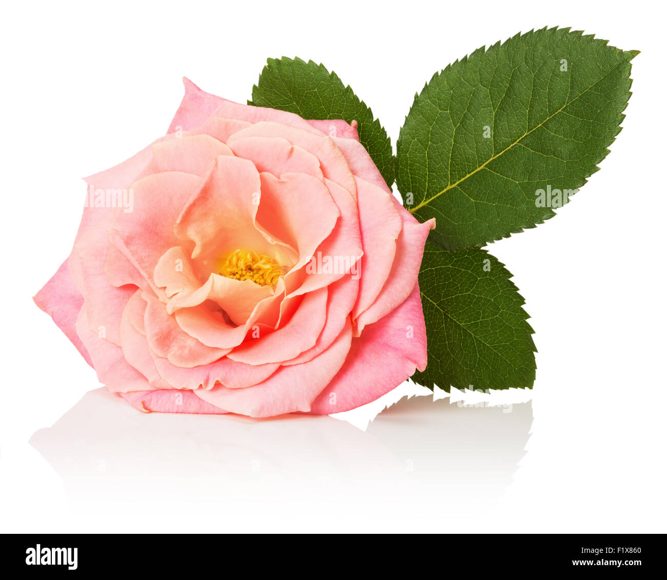 White rose isolated on white background hi-res stock photography and ...