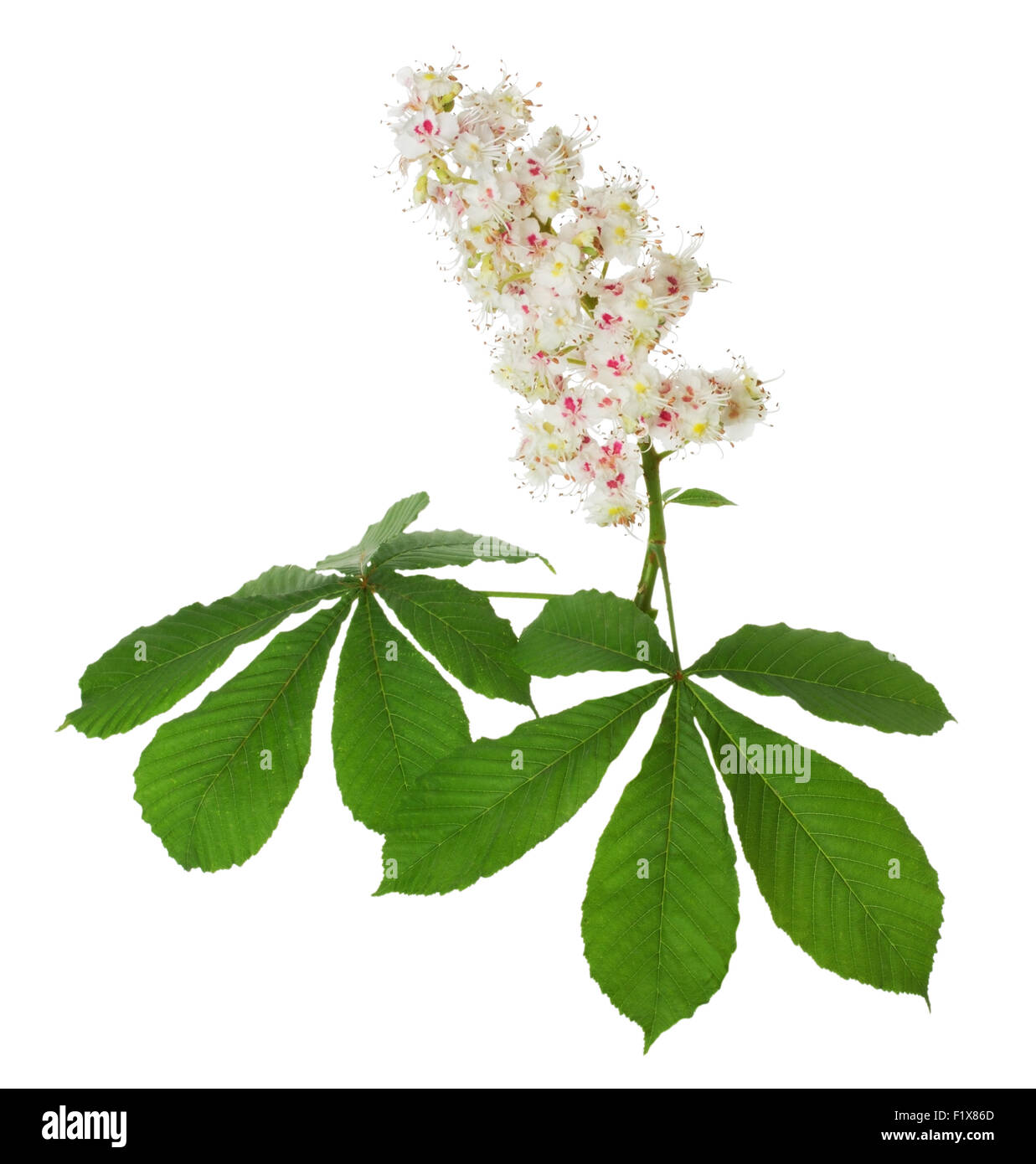 chestnut bloom on the white background. Stock Photo