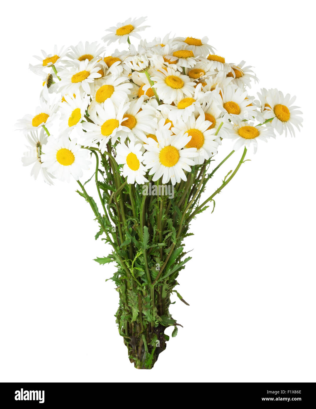 daisy bouquet on the white background. Stock Photo