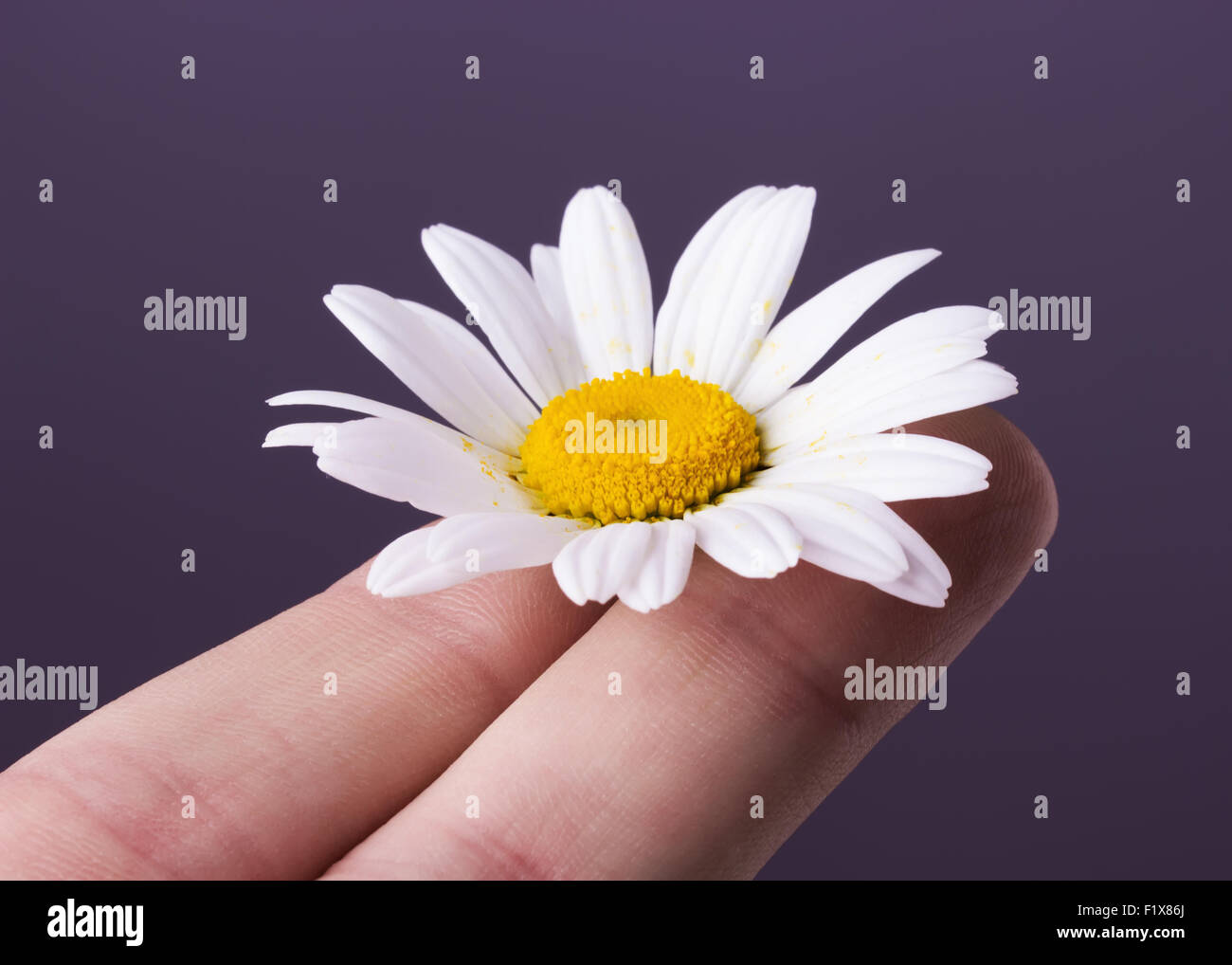 daisy on the fingers on white background. Stock Photo